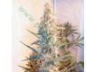 Outdoor Grapefruit – Female Seeds
