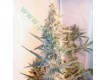 Outdoor Grapefruit – Female Seeds