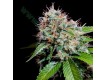 Zuri Widow banco Genehtik Seeds