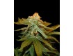 Zuri Widow banco Genehtik Seeds