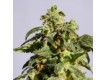 Power Skunk – Kannabia Seeds