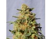 White Domina – Kannabia Seeds