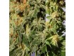 Crystal Mix – Kannabia Seeds