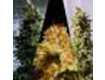 Outdoor Mix – Kannabia Seeds