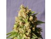 Queso – Kannabia Seeds