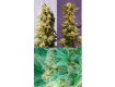 Guerilla Mix – Kannabia Seeds