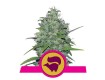 semillas skunk de royal queen seeds