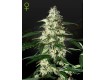 Skunk Auto - Green House Seeds
