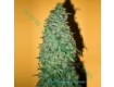 California Dream – Mandala Seeds 