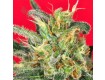 Cluster Bomb – Bomb Seeds