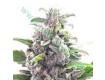 THC Bomb – Bomb Seeds