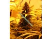 Aurora Indica – Nirvana Seeds