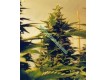 Ice Regular – Nirvana Seeds