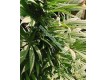 Indoor Mix Regular – Nirvana Seeds