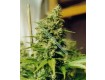 Master Kush Regular – Nirvana Seeds