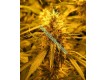 Super Skunk Regular – Nirvana Seeds