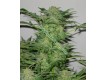 Ak-48 Regular – Nirvana Seeds