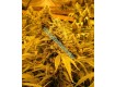 Papaya Regular – Nirvana Seeds