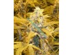 Bubblelicious Regular – Nirvana Seeds