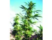 Kaya Gold Regular – Nirvana Seeds