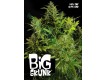 Big Skunk – Pure Seeds