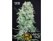 Viking Haze – Pure Seeds