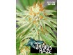 Shark Haze – Pure Seeds