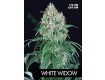 White Widow – Pure Seeds