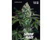 Speed Haze Auto – Pure Seeds