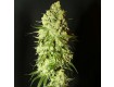 Cannatonic – Resin Seeds