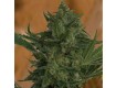 Critical Haze – Resin Seeds