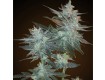 L.A. Ultra Regular – Resin Seeds