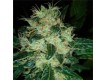 Sour P – Resin Seeds