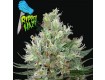 Ripper Haze – Ripper Seeds