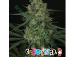 Criminal - Ripper Seeds