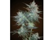 L.A. Ultra Regular – Resin Seeds