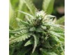 Royal Flush – Nirvana Seeds