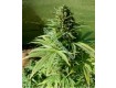 Royal Flush – Nirvana Seeds