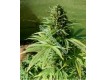 Royal Flush – Nirvana Seeds