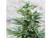 Full Moon Regular – Nirvana Seeds