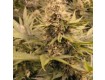 Raspberry Regular – Nirvana Seeds