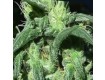 Sterling Haze Regular – Nirvana Seeds