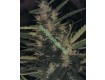 Durban Poison – Seedsman