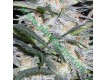 Lowryder Auto – Vision Seeds