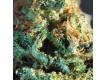 Silver Haze – Vision Seeds