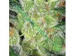 Cheese – Vision Seeds