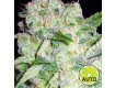 AK49 Auto – Vision Seeds