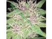 Jack Herer – Vision Seeds