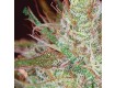 Northern Lights – Vision Seeds 