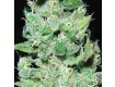 AK49 – Vision Seeds